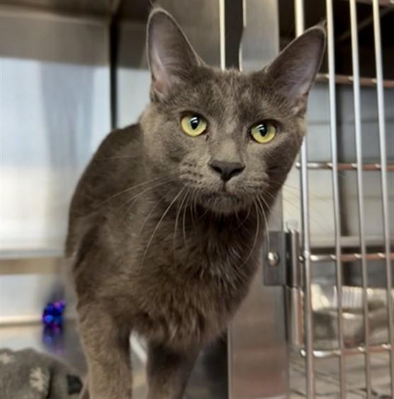 Enlarge JONAMAC, a Adoptable Domestic Medium Hair in Aurora, IL image 1/1
