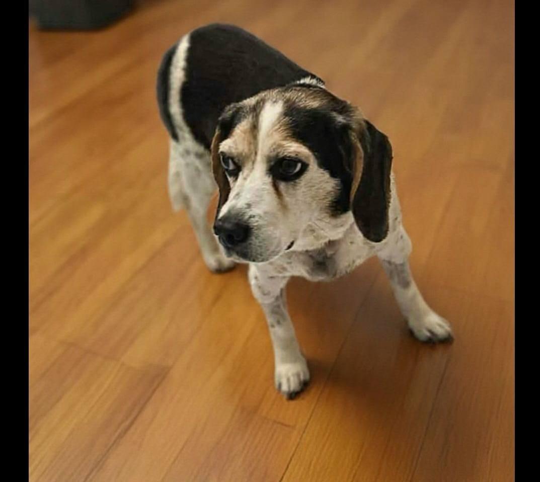 Maddie, Adoptable, Adult Female Beagle.