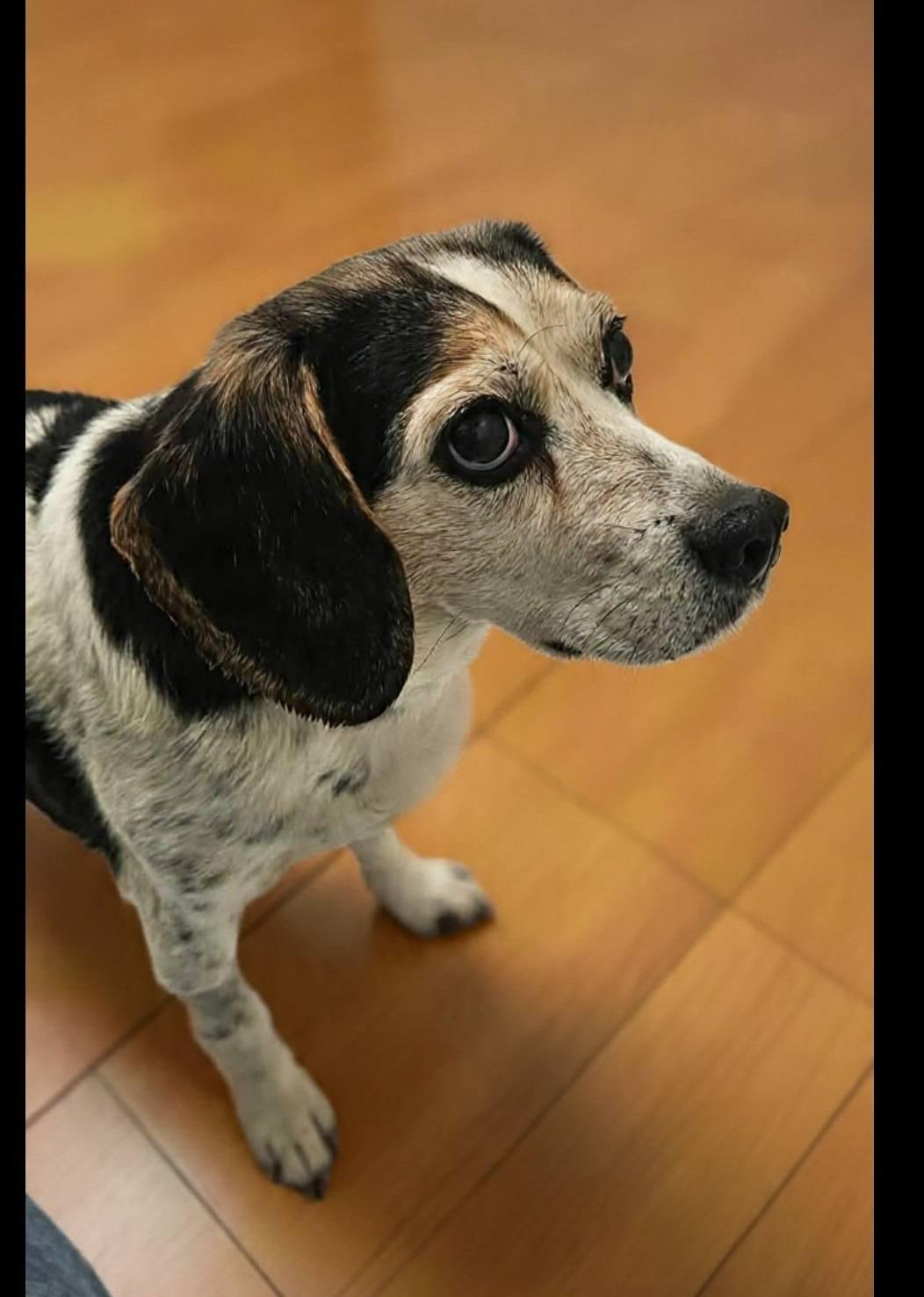 Maddie, a Adoptable Beagle in Fairmont, WV image 2/3