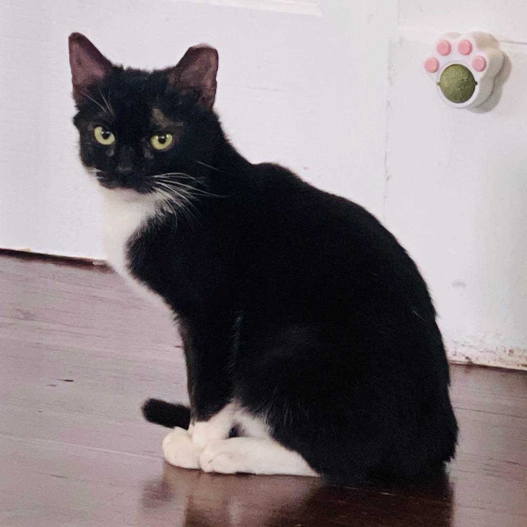 Enlarge Dude Jr, a Adoptable Domestic Short Hair in Waco, TX image 1/1