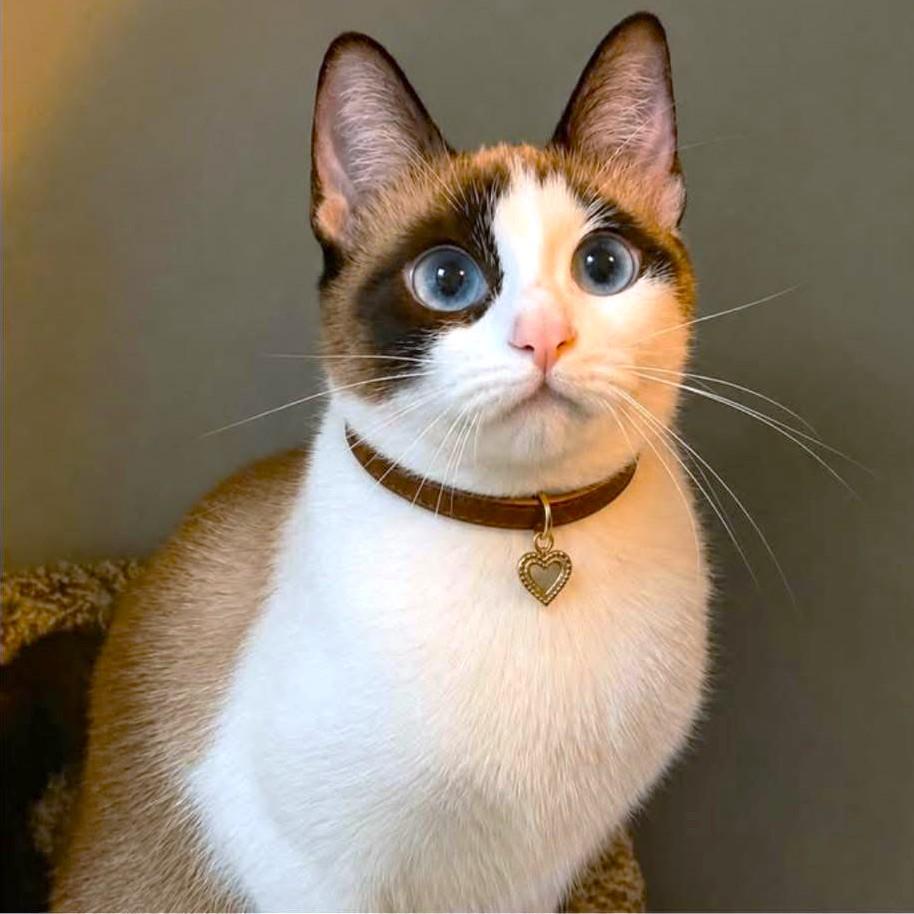 Enlarge MAE MAE - SNOWSHOE SIAMESE GIRL, a Adoptable mixed breed in Danbury, CT image 1/4