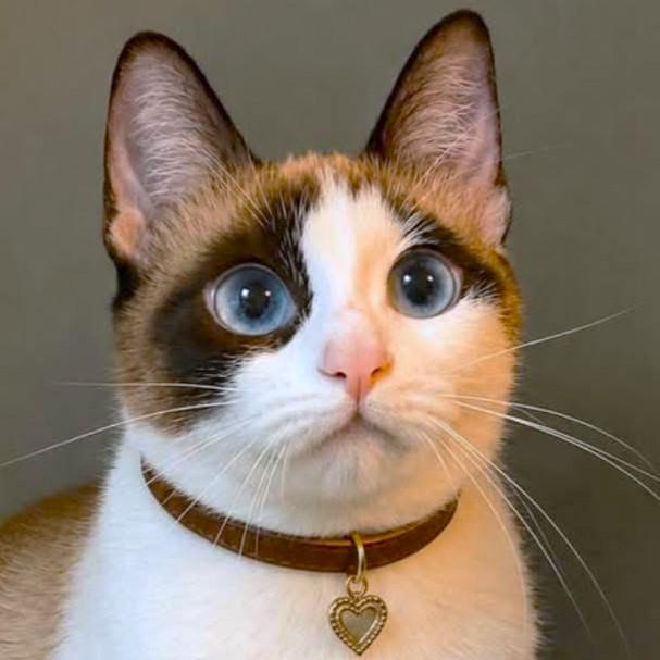 Enlarge MAE MAE - SNOWSHOE SIAMESE GIRL, a Adoptable mixed breed in Danbury, CT image 4/4