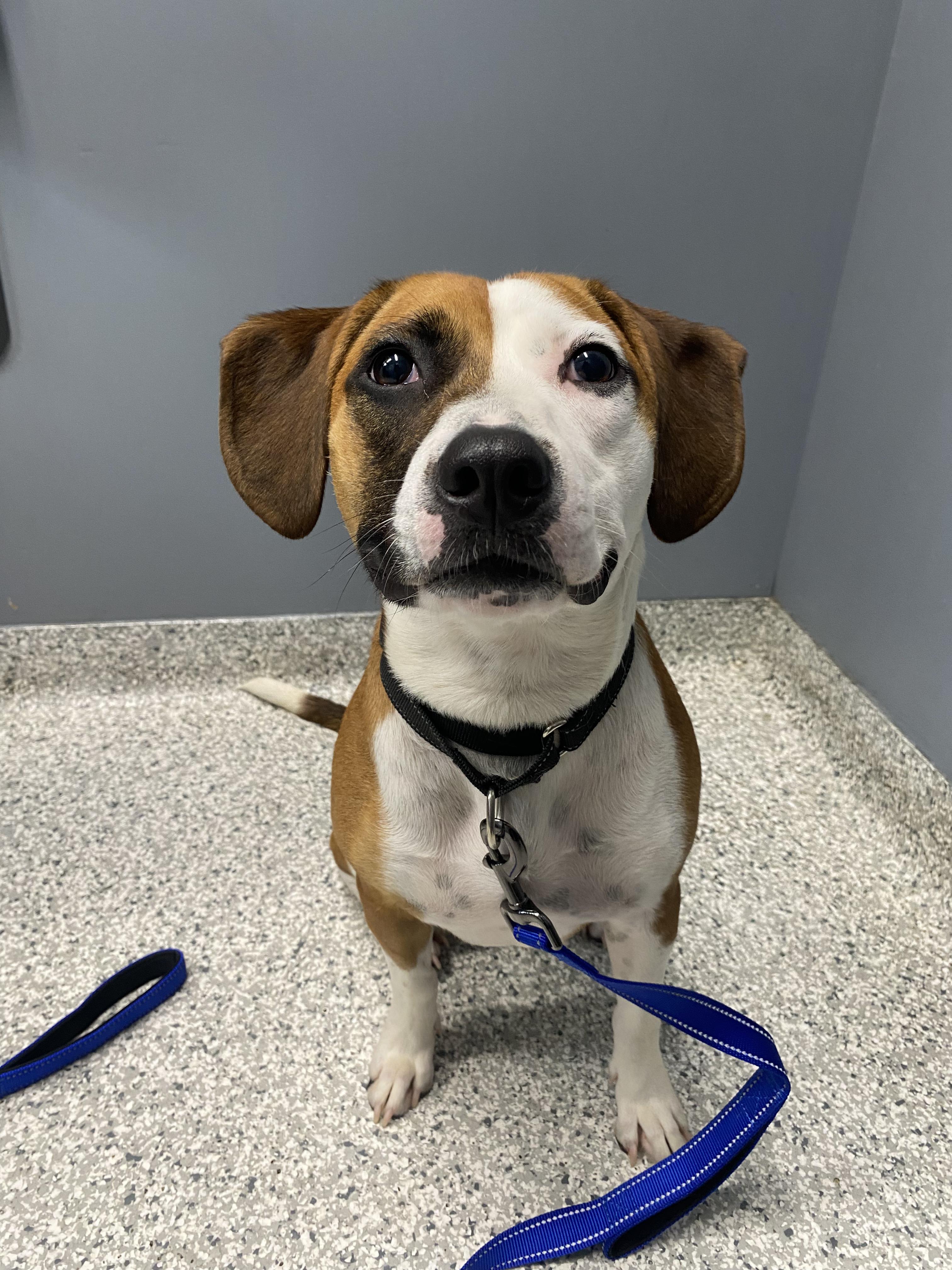 Molly, a ADOPTABLE mixed breed in Richmond, VA image 4/6