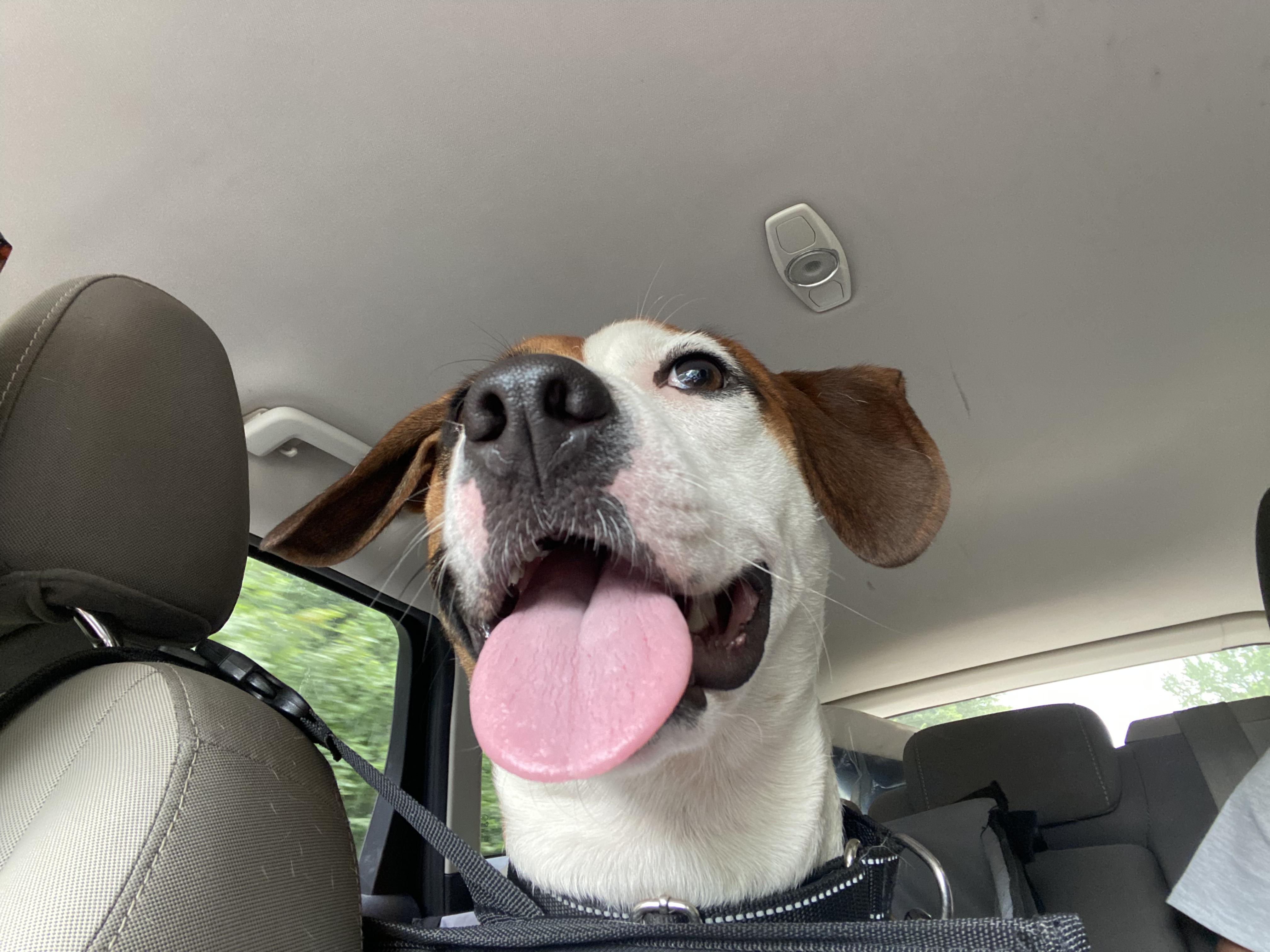Molly, a ADOPTABLE mixed breed in Richmond, VA image 5/6