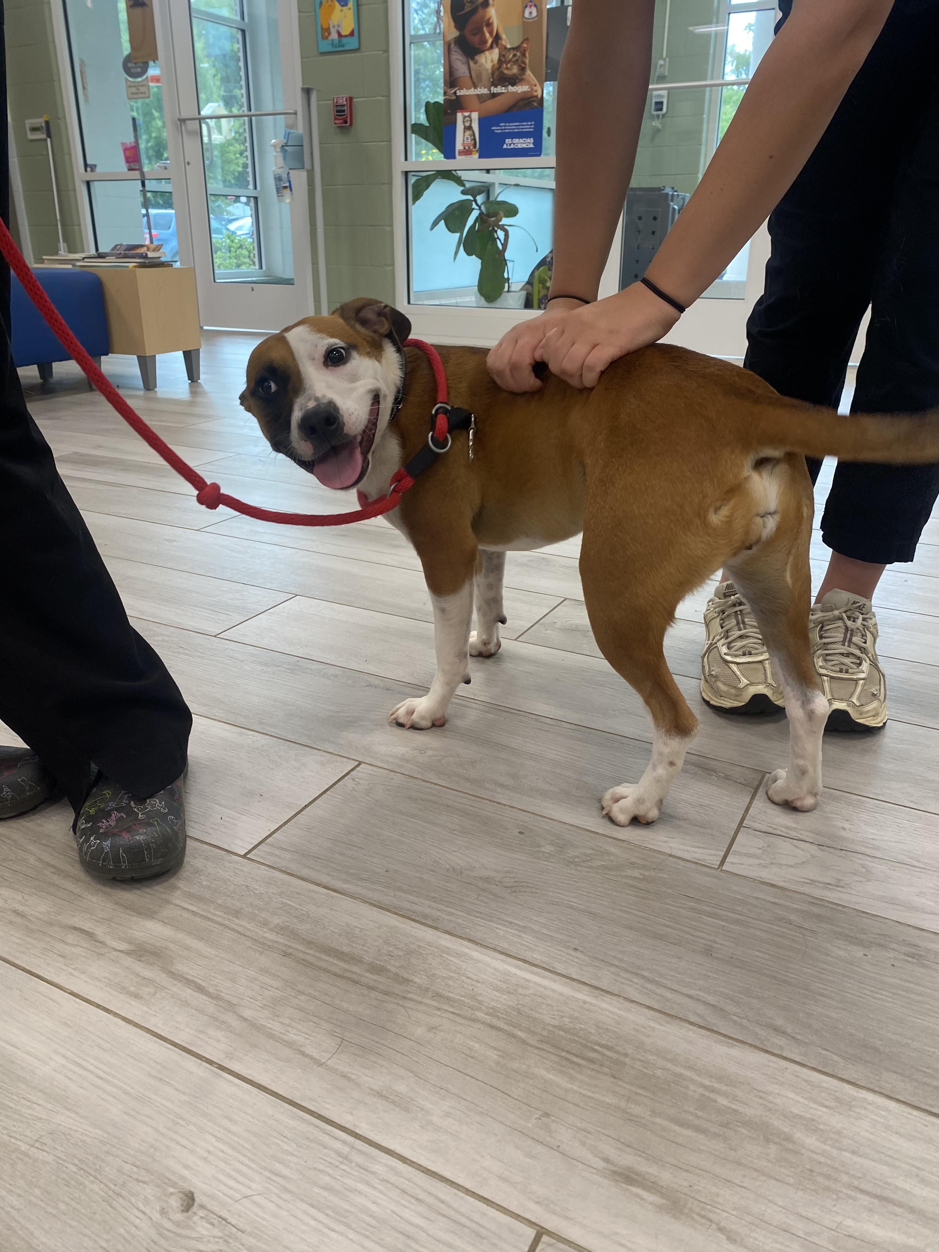 Molly, a ADOPTABLE mixed breed in Richmond, VA image 6/6