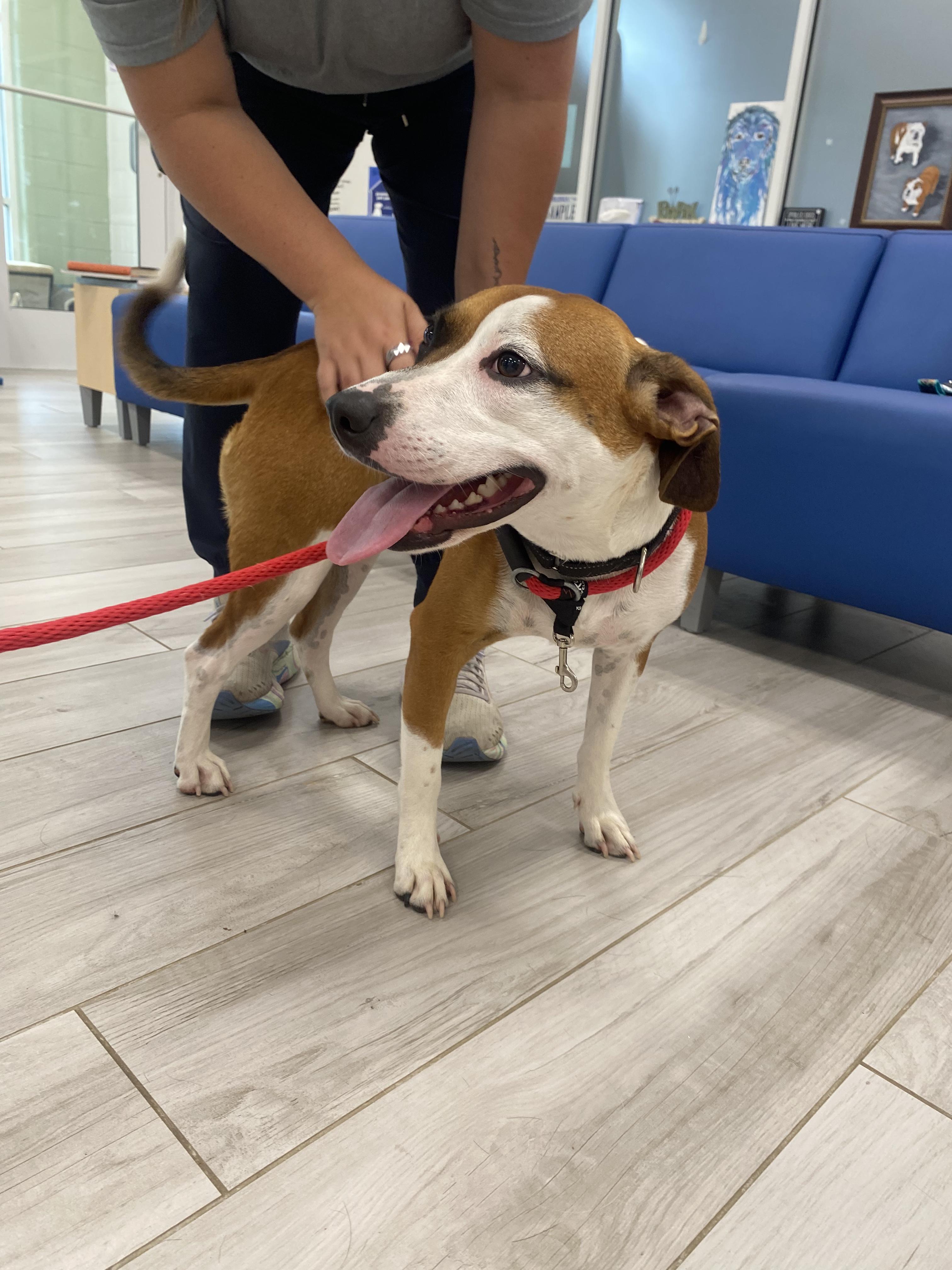 Molly, a ADOPTABLE mixed breed in Richmond, VA image 3/6