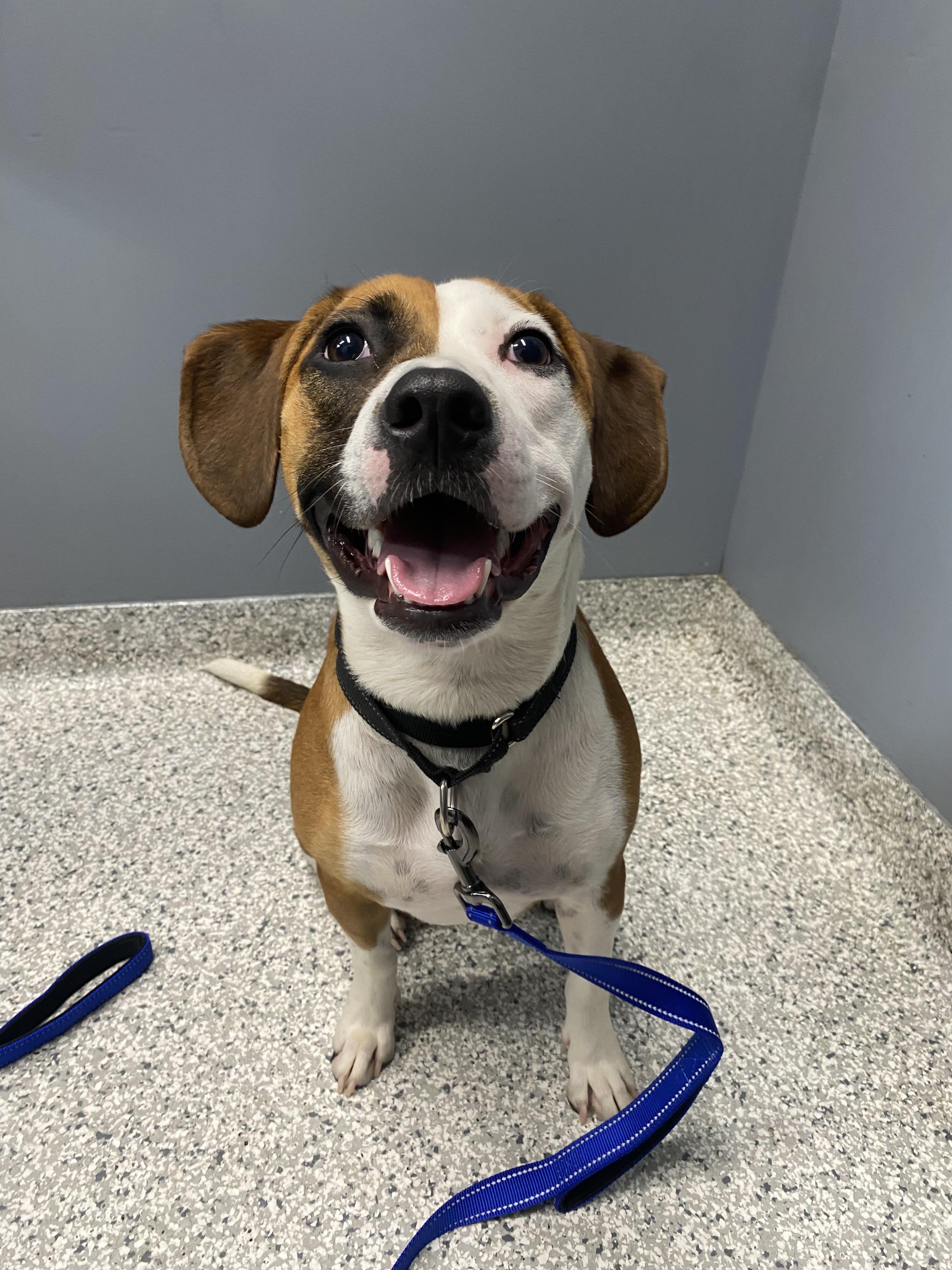 Molly, ADOPTABLE, Young Female Hound.