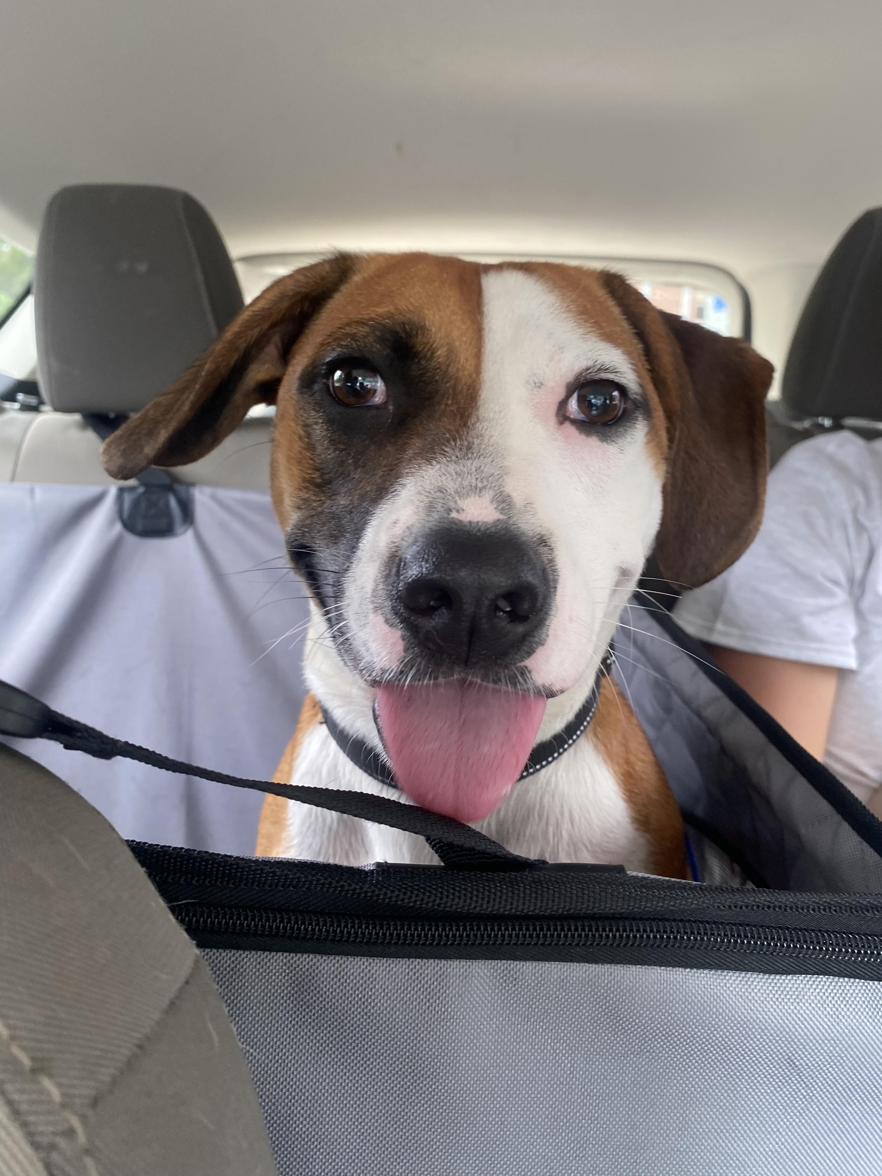 Molly, a ADOPTABLE mixed breed in Richmond, VA image 2/6