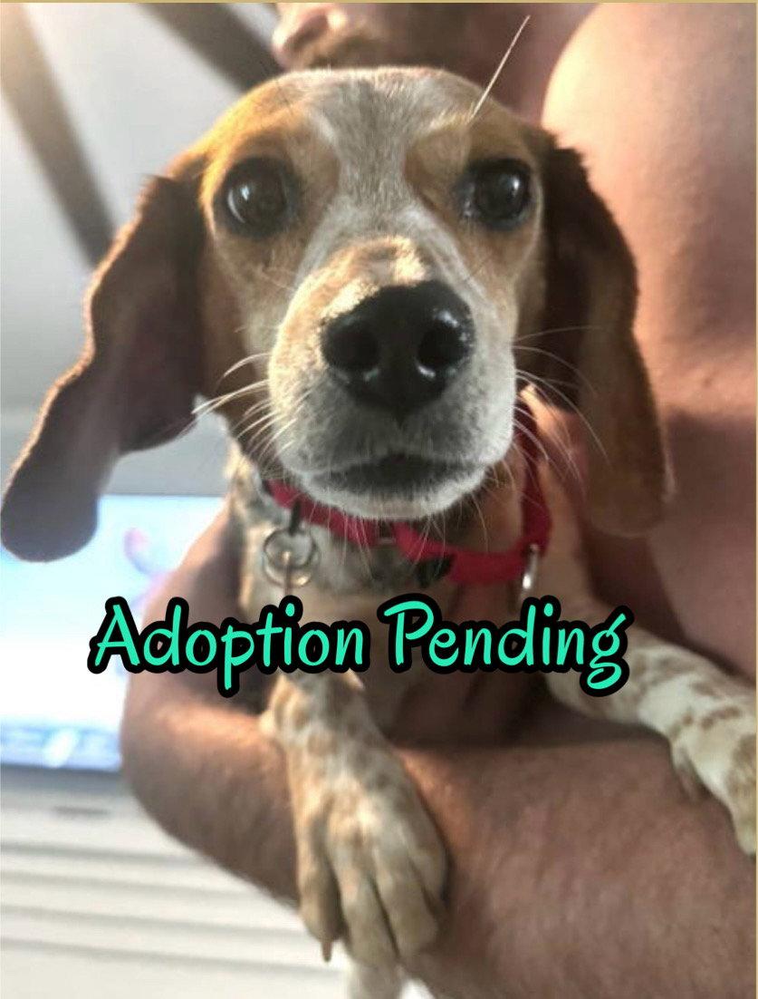 Savannah II, a Adoptable Beagle in Dunnellon, FL image 1/3