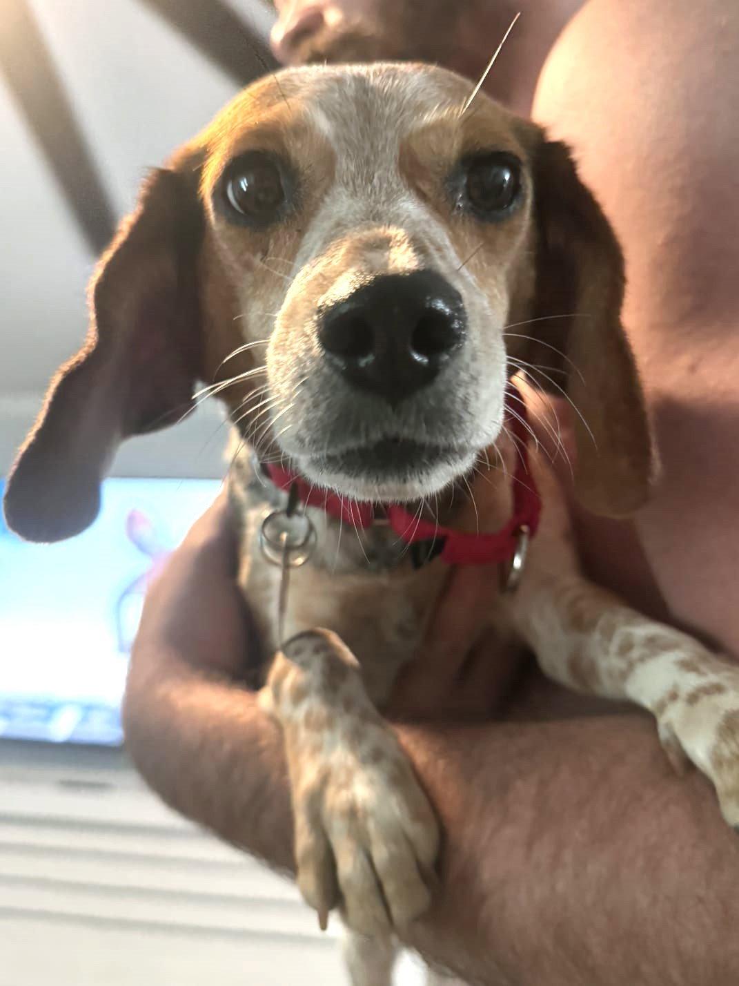 Savannah II, a Adoptable Beagle in Dunnellon, FL image 2/3
