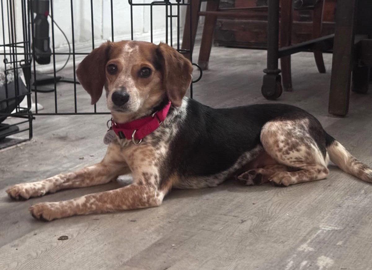 Savannah II, a Adoptable Beagle in Dunnellon, FL image 3/3