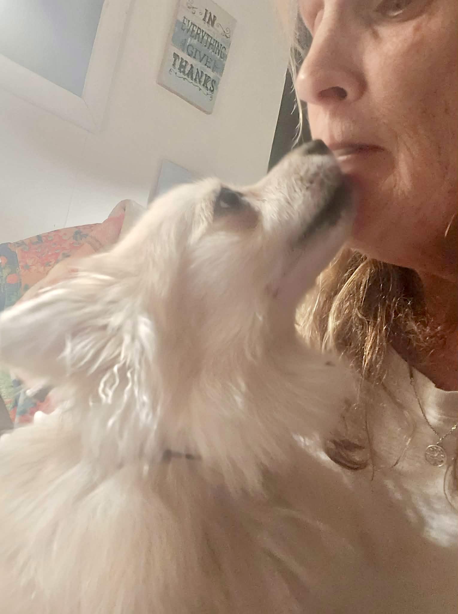 Enlarge Princess Lilly, an adopted Pomeranian in Roseburg, OR image 4/4