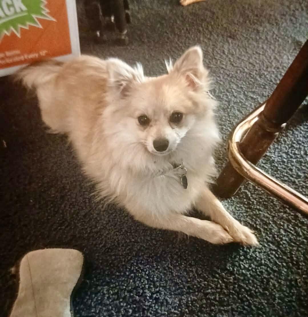 Princess Lilly, adopted, Young Female Pomeranian.