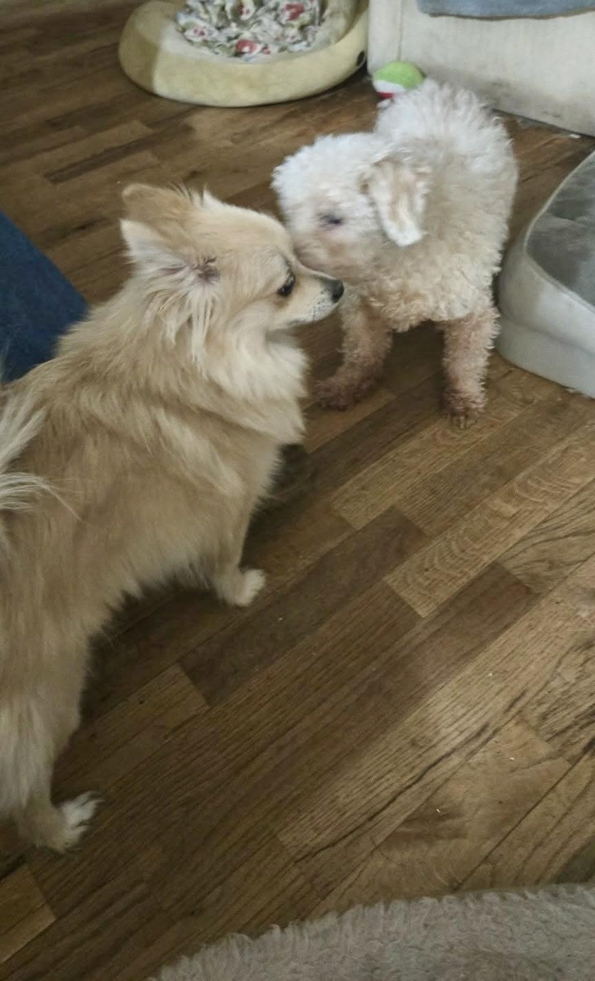 Enlarge Princess Lilly, an adopted Pomeranian in Roseburg, OR image 2/4