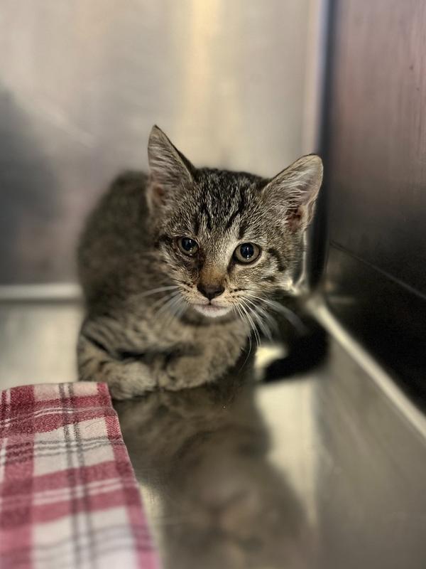 Dean 23C-0168, Adoptable, Kitten Male Domestic Short Hair.