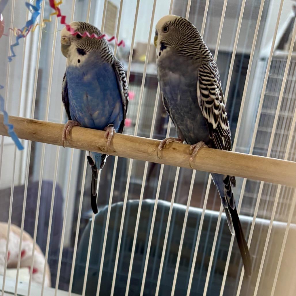 Enlarge Deedee Doodle, a Adoptable Parakeet (Other) in Glenwood Springs, CO image 1/3