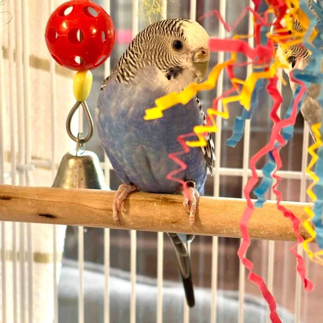 Enlarge Deedee Doodle, a Adoptable Parakeet (Other) in Glenwood Springs, CO image 2/3
