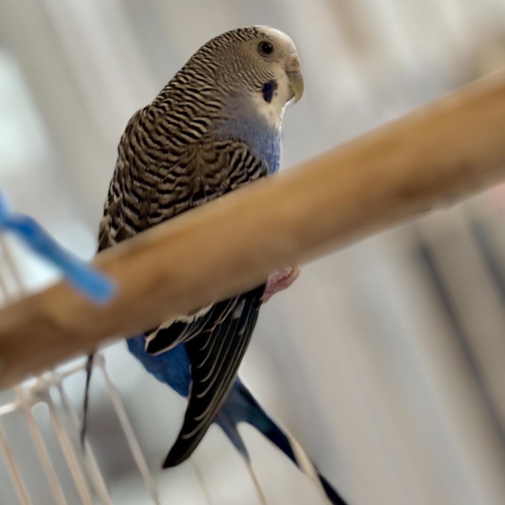 Enlarge Deedee Doodle, a Adoptable Parakeet (Other) in Glenwood Springs, CO image 3/3