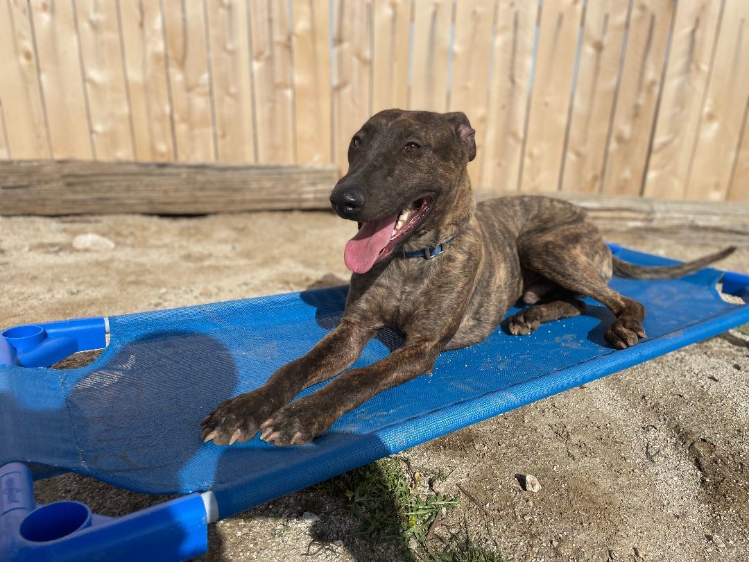 Parker and Enzo, an adoptable Bull Terrier, Staffordshire Bull Terrier in woodland hills, CA, 91364 | Photo Image 1