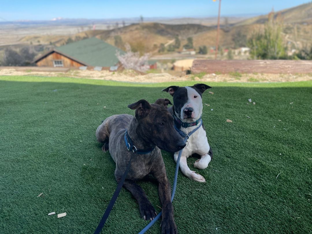 Parker and Enzo, an adoptable Bull Terrier, Staffordshire Bull Terrier in woodland hills, CA, 91364 | Photo Image 6
