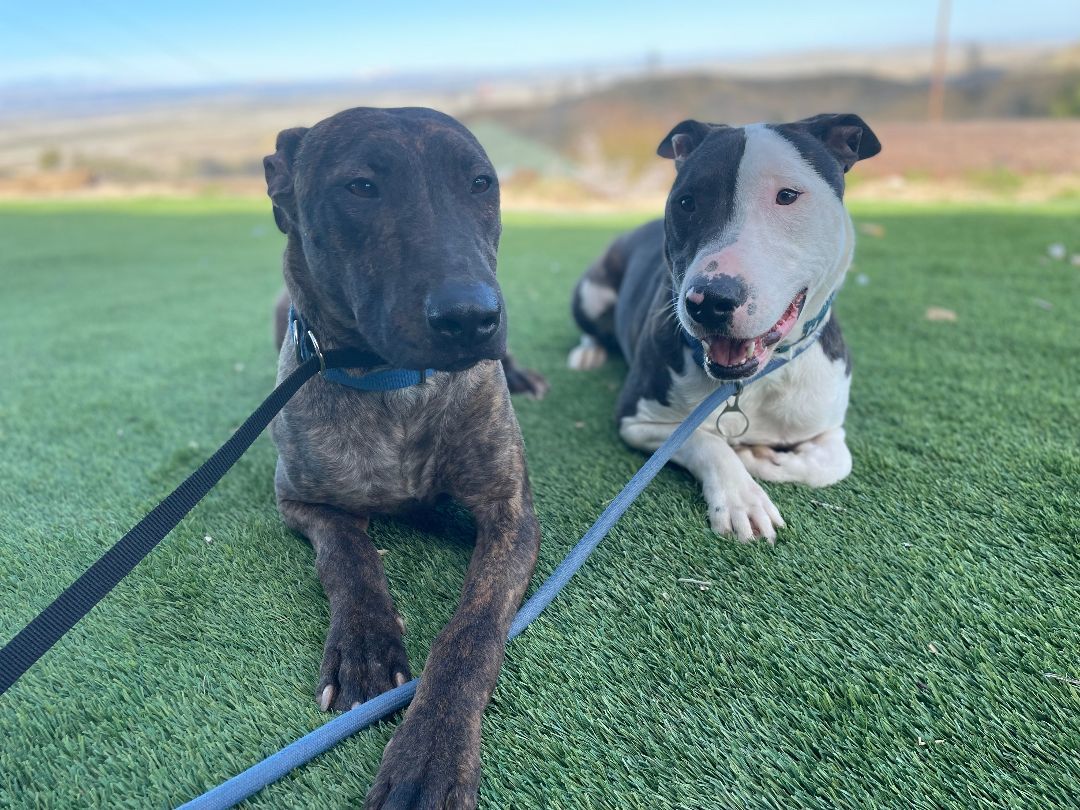 Parker and Enzo, an adoptable Bull Terrier, Staffordshire Bull Terrier in woodland hills, CA, 91364 | Photo Image 2