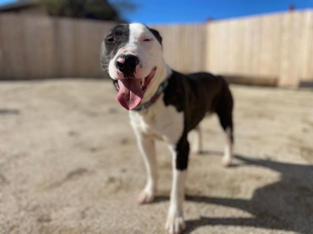 Parker and Enzo, an adoptable Bull Terrier, Staffordshire Bull Terrier in woodland hills, CA, 91364 | Photo Image 3