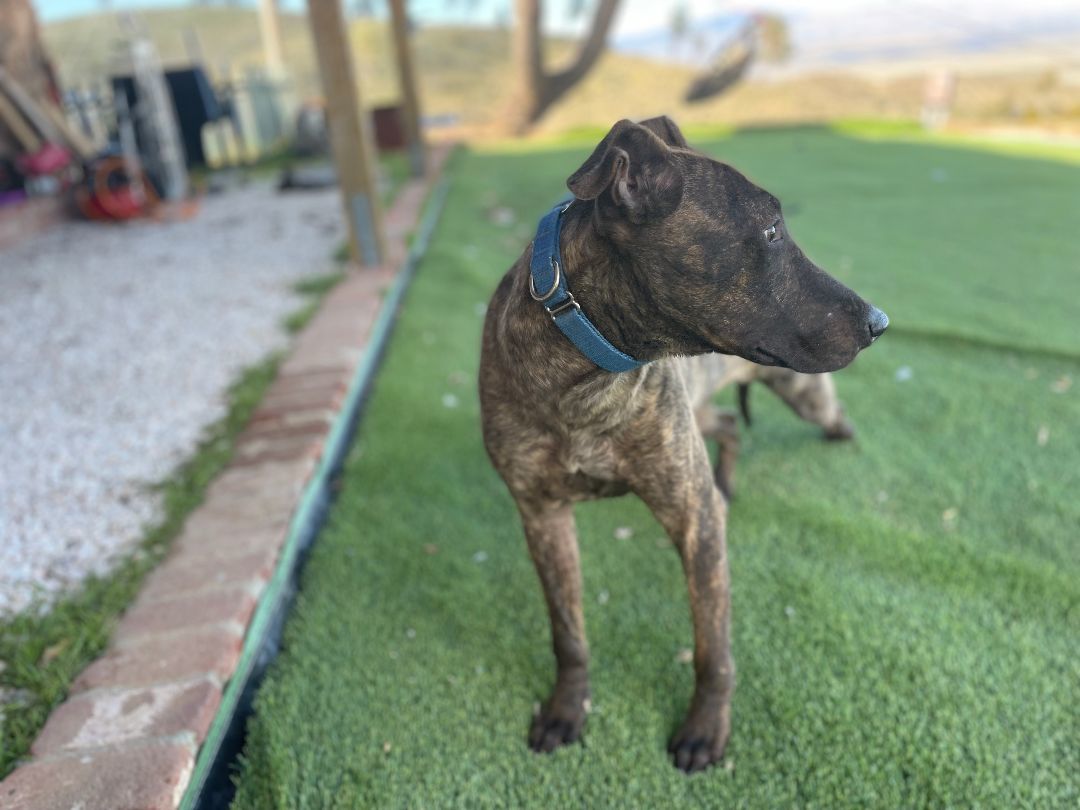 Parker and Enzo, an adoptable Bull Terrier, Staffordshire Bull Terrier in woodland hills, CA, 91364 | Photo Image 4
