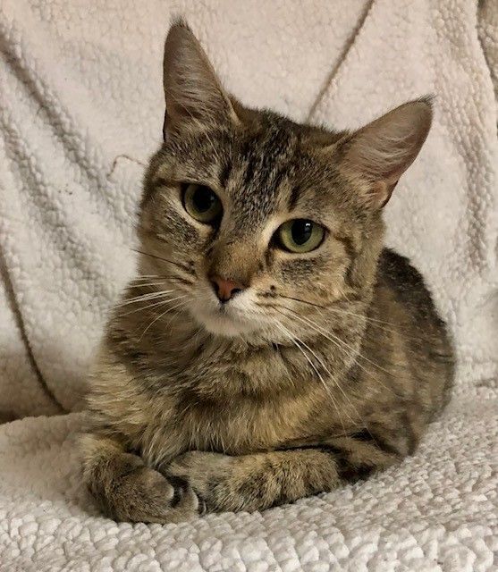 Delilah, Adoptable, Adult Female Domestic Short Hair.