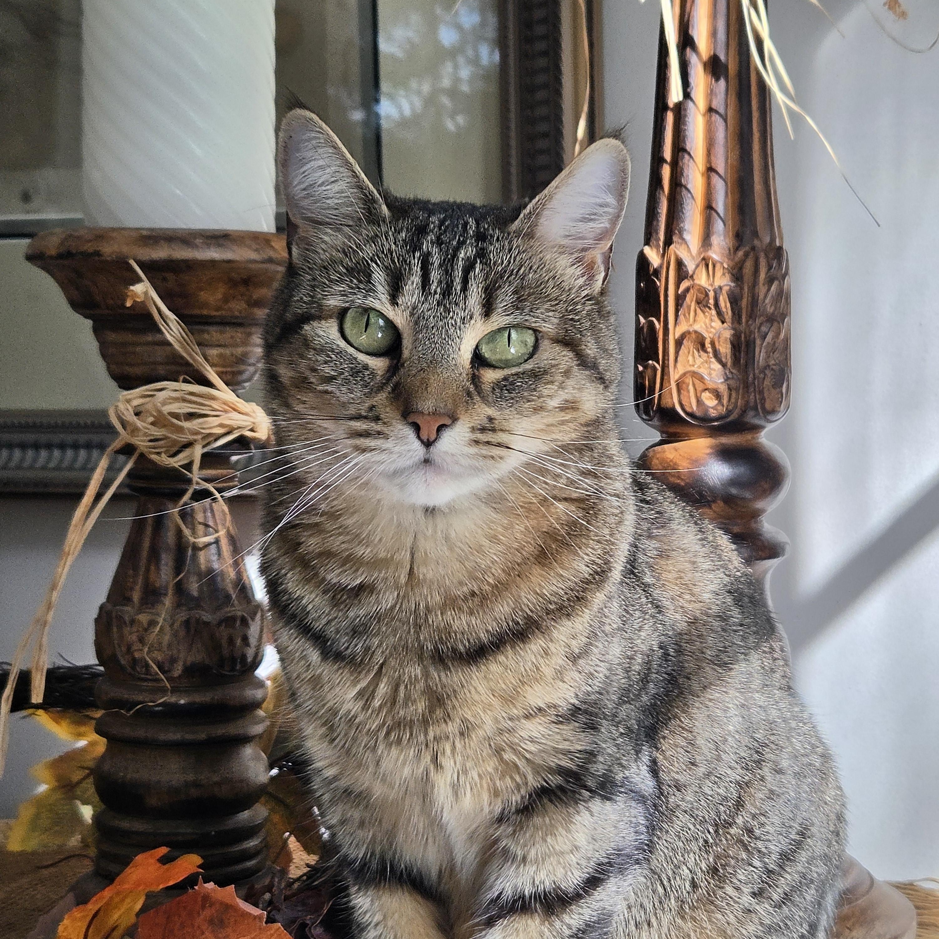 Enlarge Delilah, a Adoptable Domestic Short Hair in Pompton Lakes, NJ image 1/1