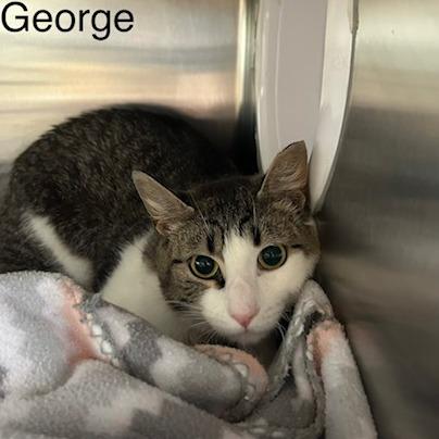 George, Adoptable, Adult Male Domestic Medium Hair.