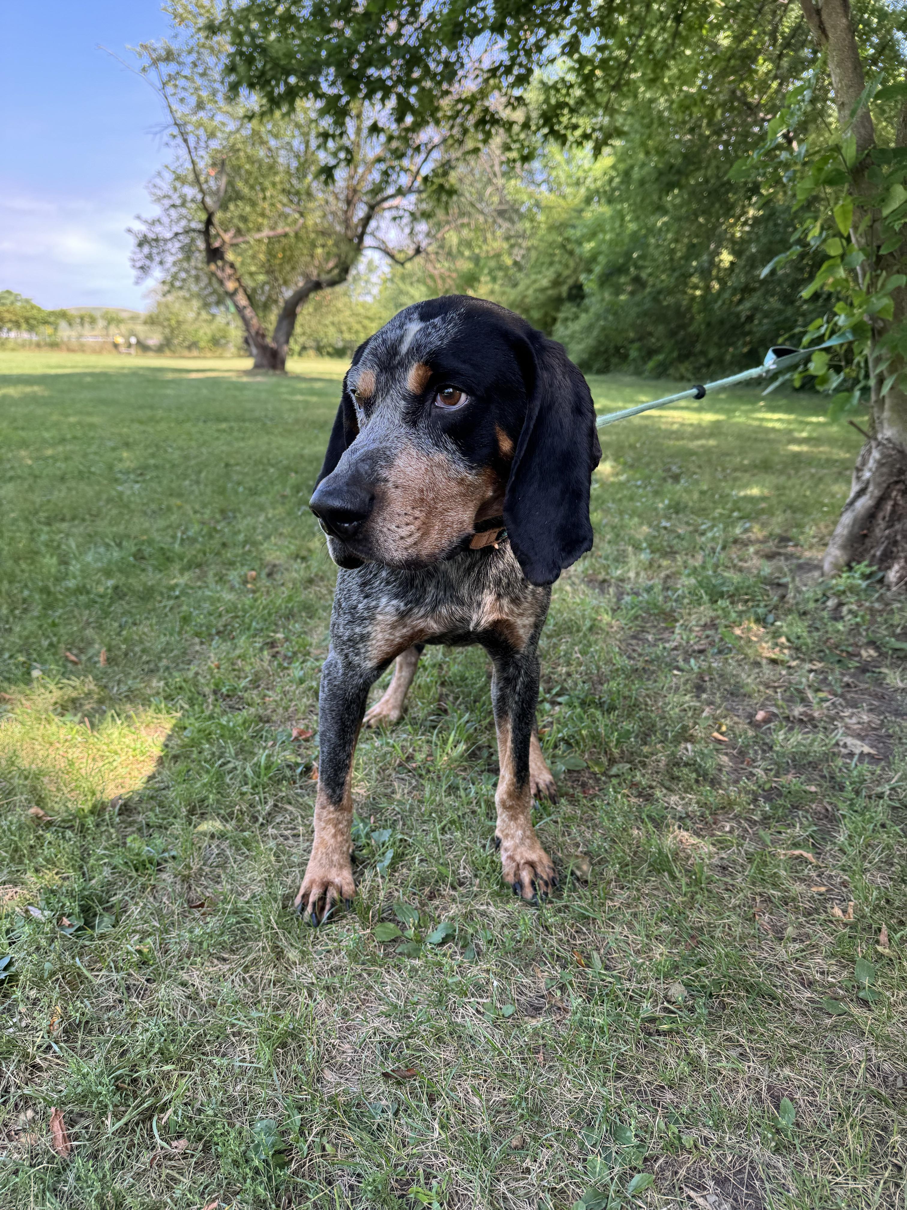 Enlarge Humpty Dumpty, a Adopted Bluetick Coonhound in Midland, MI image 2/6