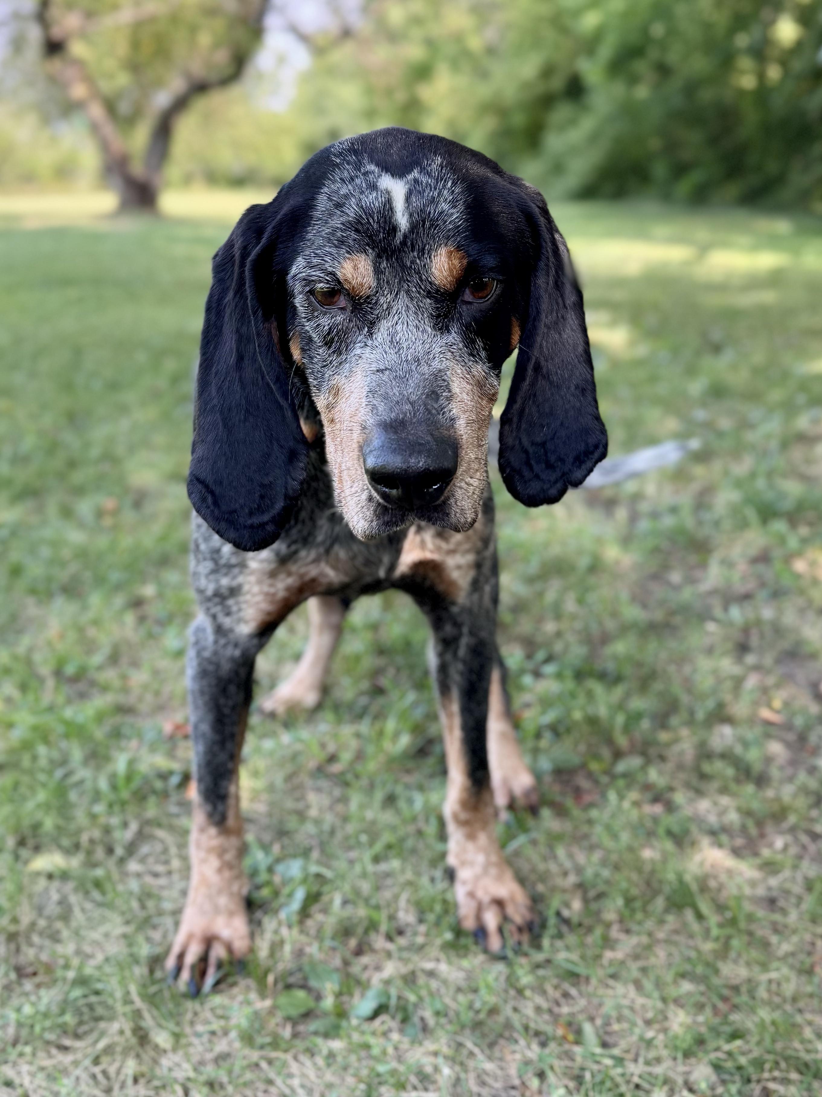 Enlarge Humpty Dumpty, a Adopted Bluetick Coonhound in Midland, MI image 5/6