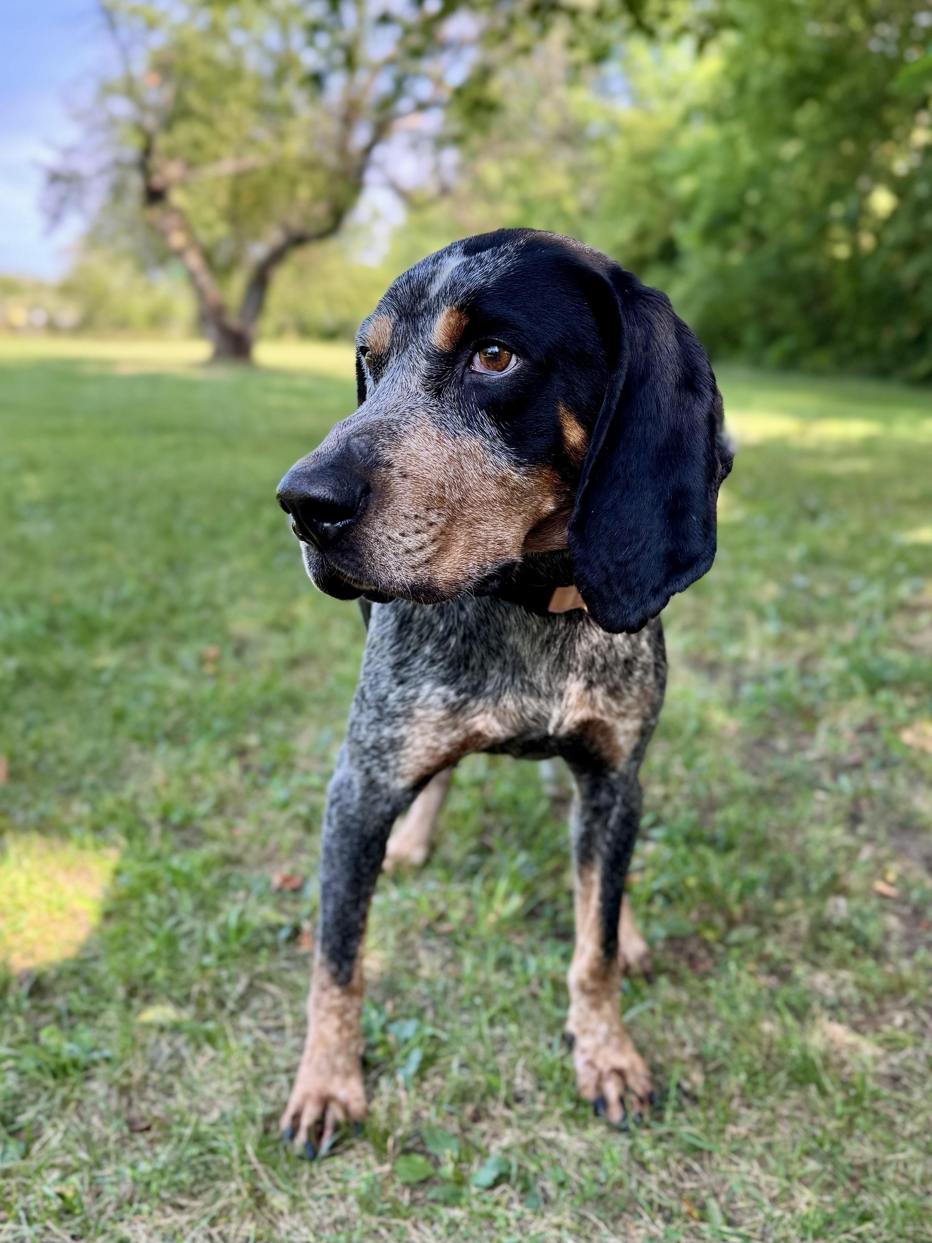 Enlarge Humpty Dumpty, a Adopted Bluetick Coonhound in Midland, MI image 6/6