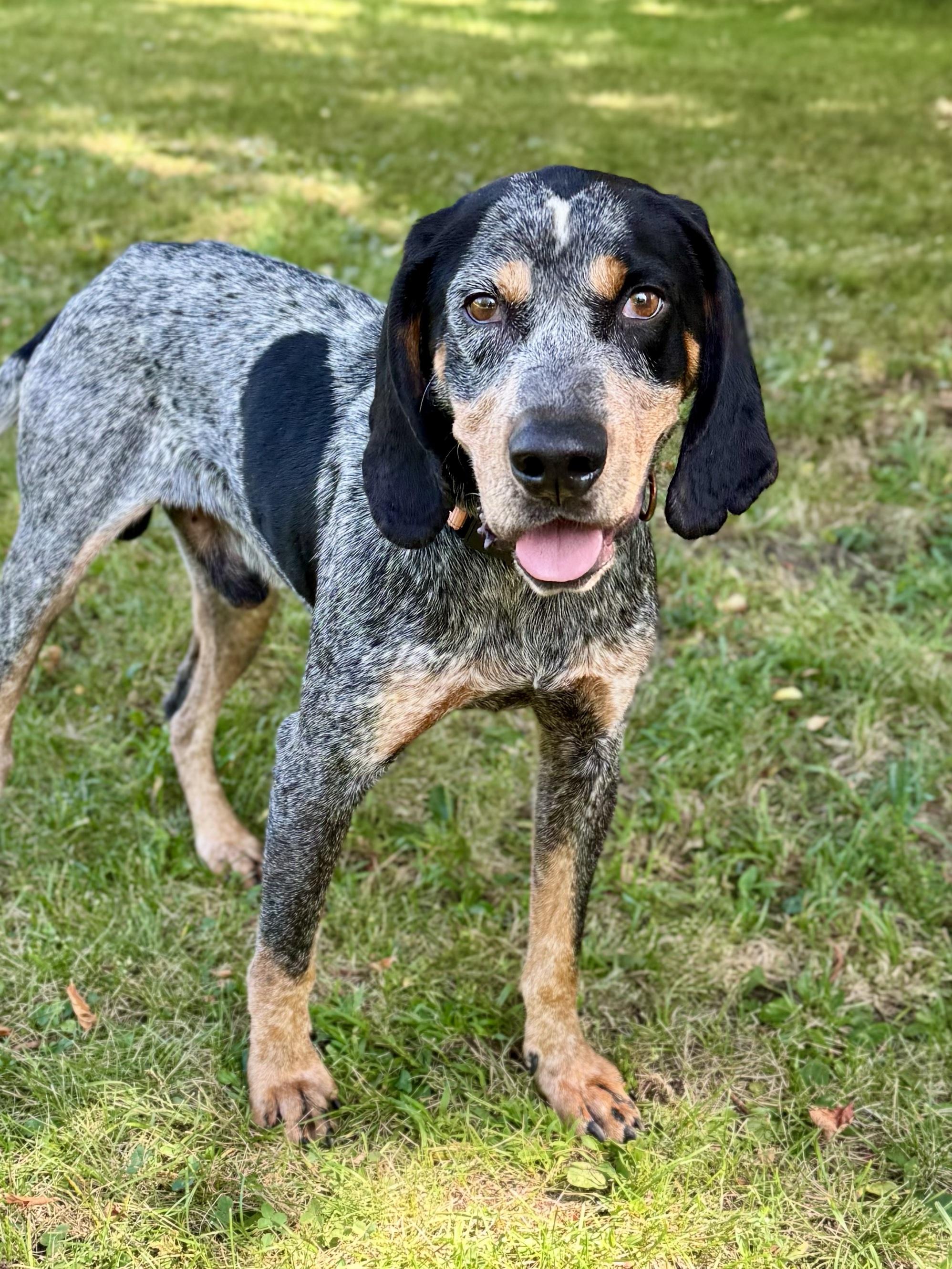 Enlarge Humpty Dumpty, a Adopted Bluetick Coonhound in Midland, MI image 4/6