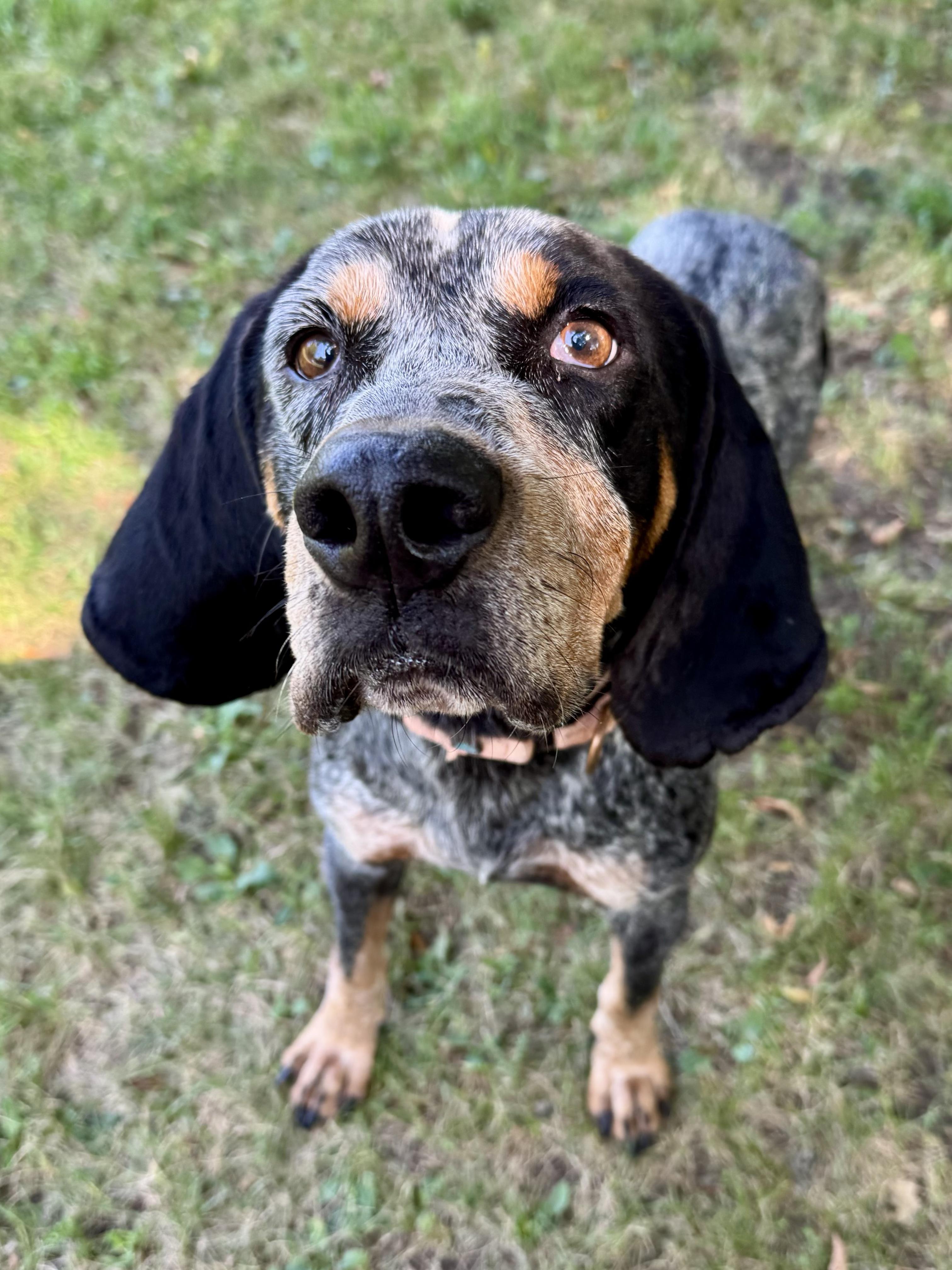 Enlarge Humpty Dumpty, a Adopted Bluetick Coonhound in Midland, MI image 1/6