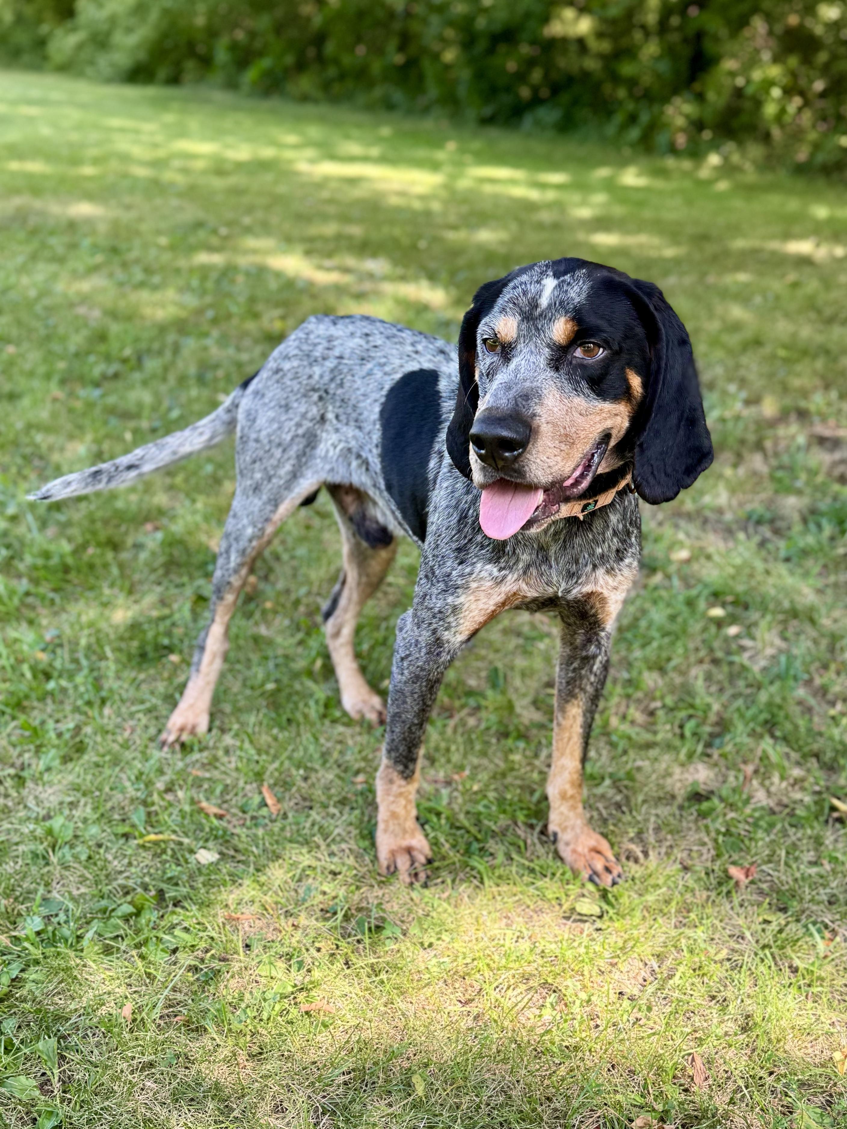 Enlarge Humpty Dumpty, a Adopted Bluetick Coonhound in Midland, MI image 3/6