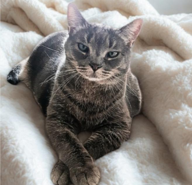 Enlarge Martha, a Adoptable mixed breed in Buhl, ID image 1/3