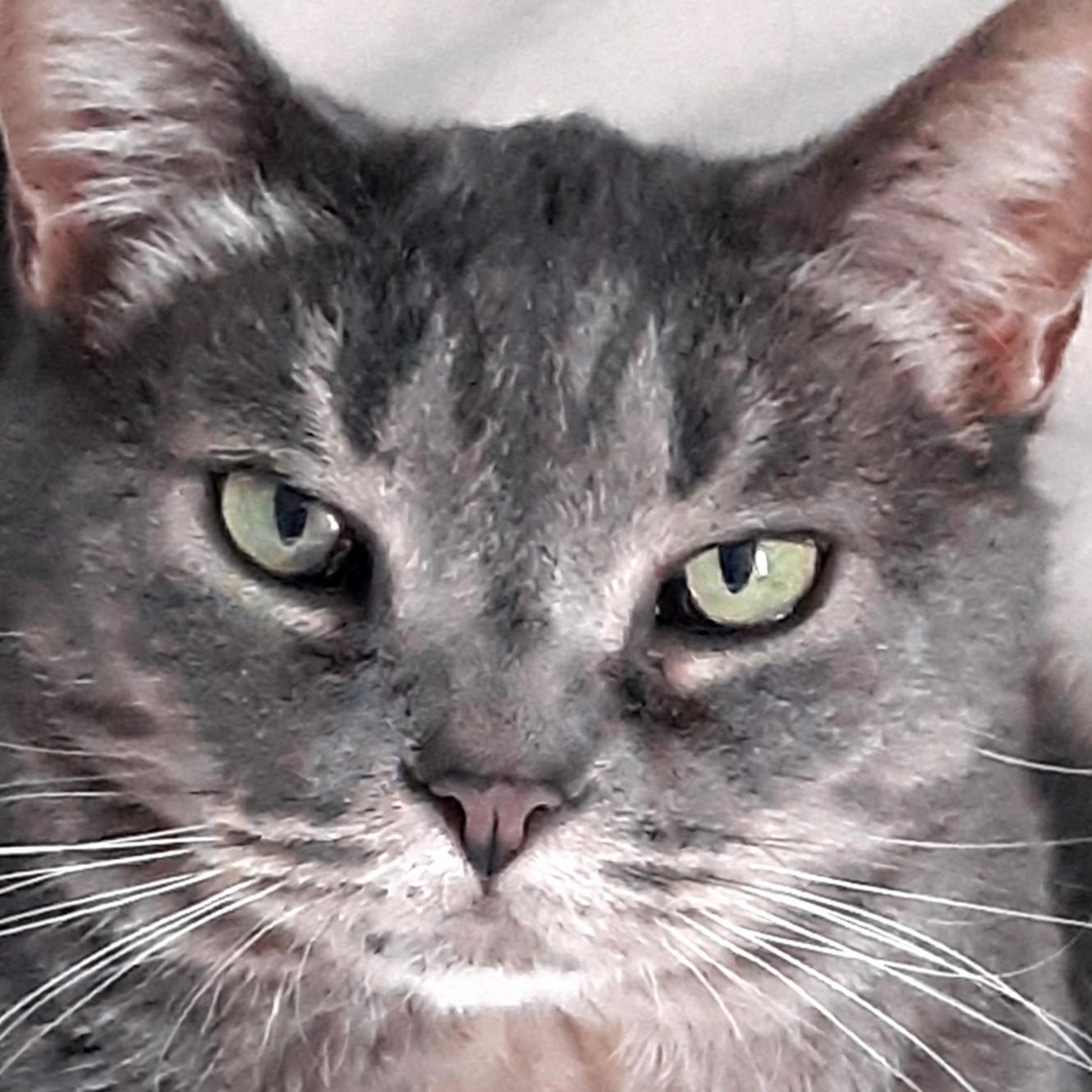 Martha, a Adoptable mixed breed in Buhl, ID image 2/4