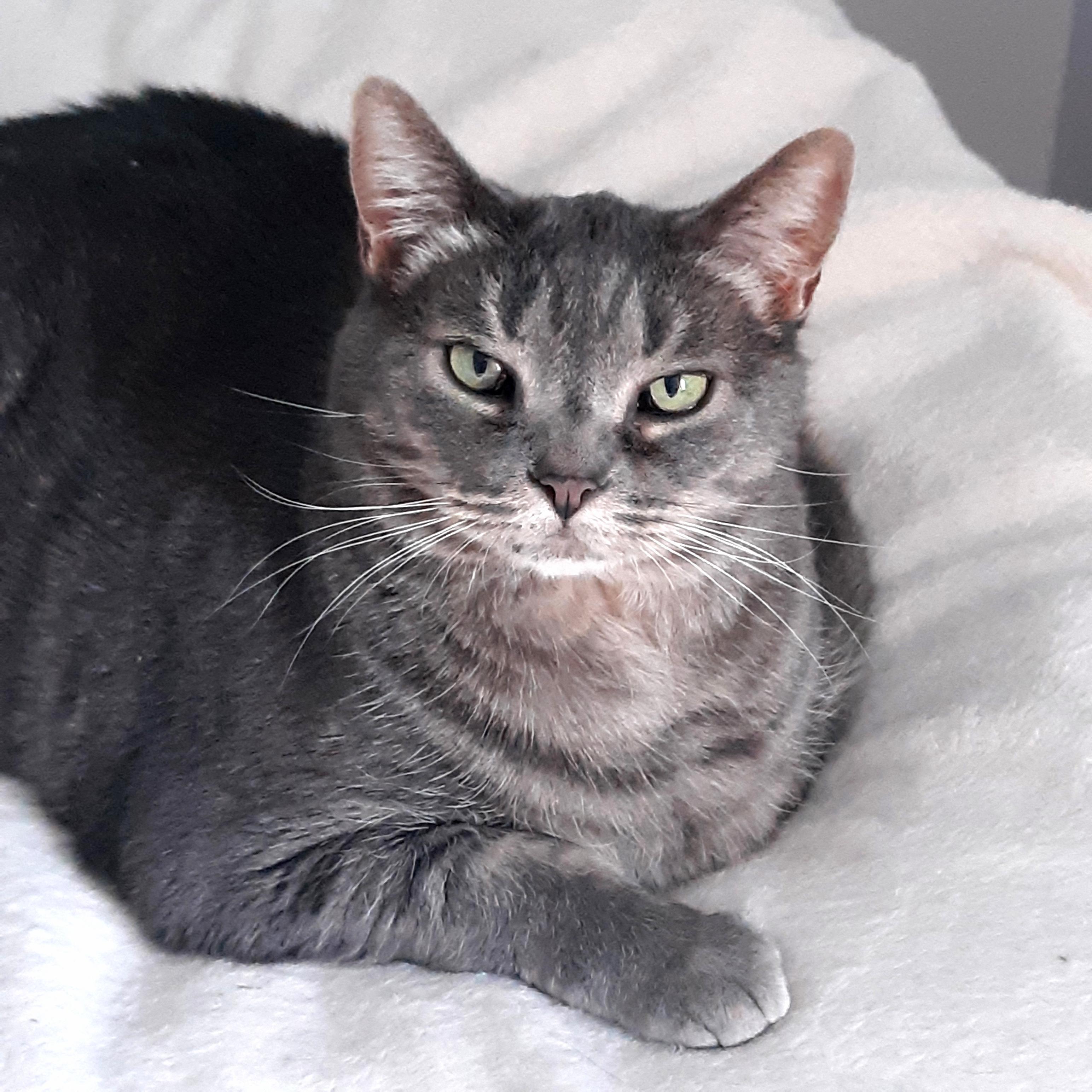 Enlarge Martha, a Adoptable mixed breed in Buhl, ID image 2/3