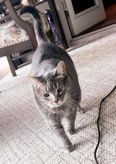 Enlarge Martha, a Adoptable mixed breed in Buhl, ID image 3/3