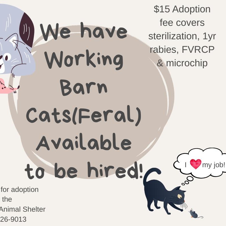 Enlarge Feral Cat in need of work , a ADOPTABLE Domestic Short Hair in Edgewood, NM image 1/1