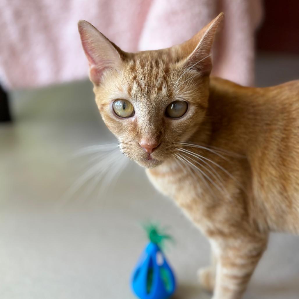Kitty, a Adoptable Domestic Short Hair in Kailua Kona, HI image 1/6