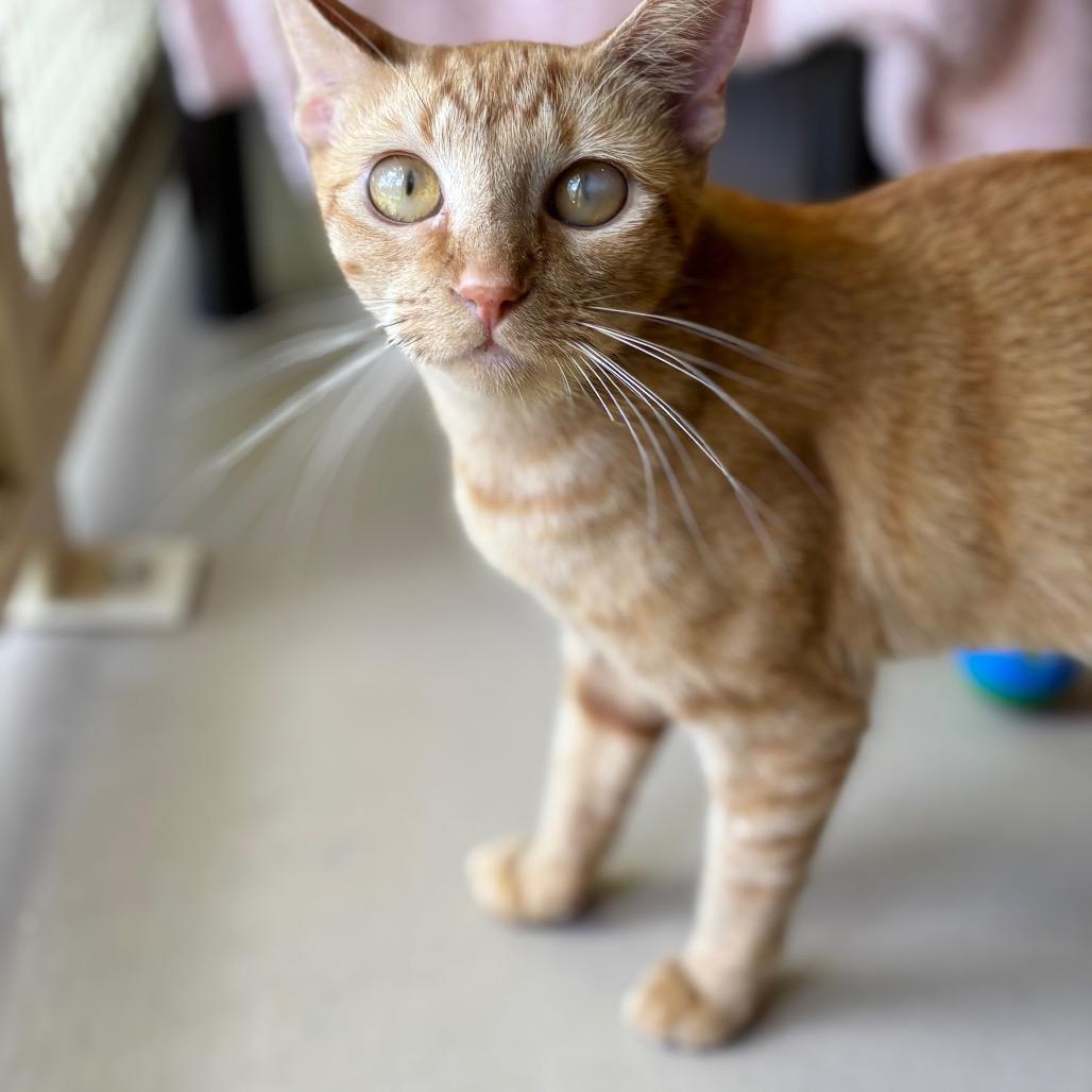 Kitty, a Adoptable Domestic Short Hair in Kailua Kona, HI image 2/6