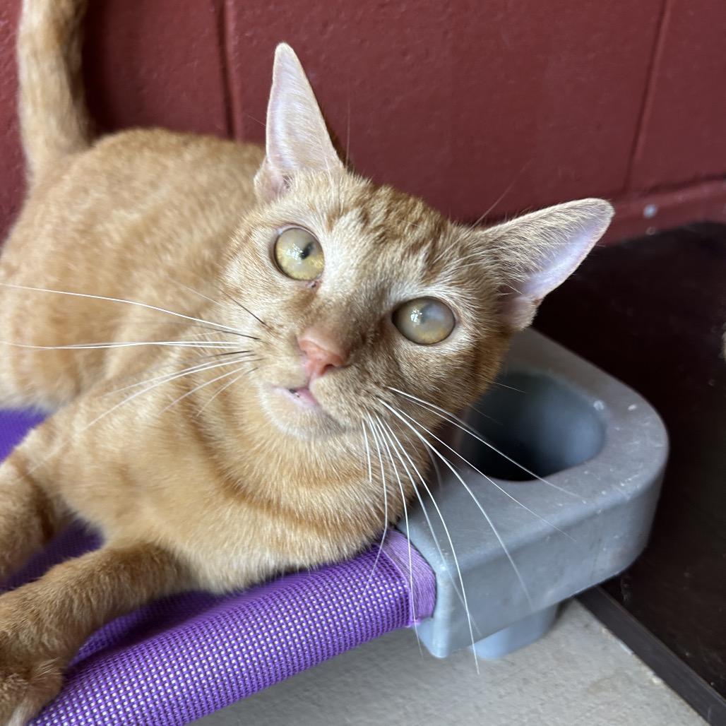 Kitty, a Adoptable Domestic Short Hair in Kailua Kona, HI image 3/6
