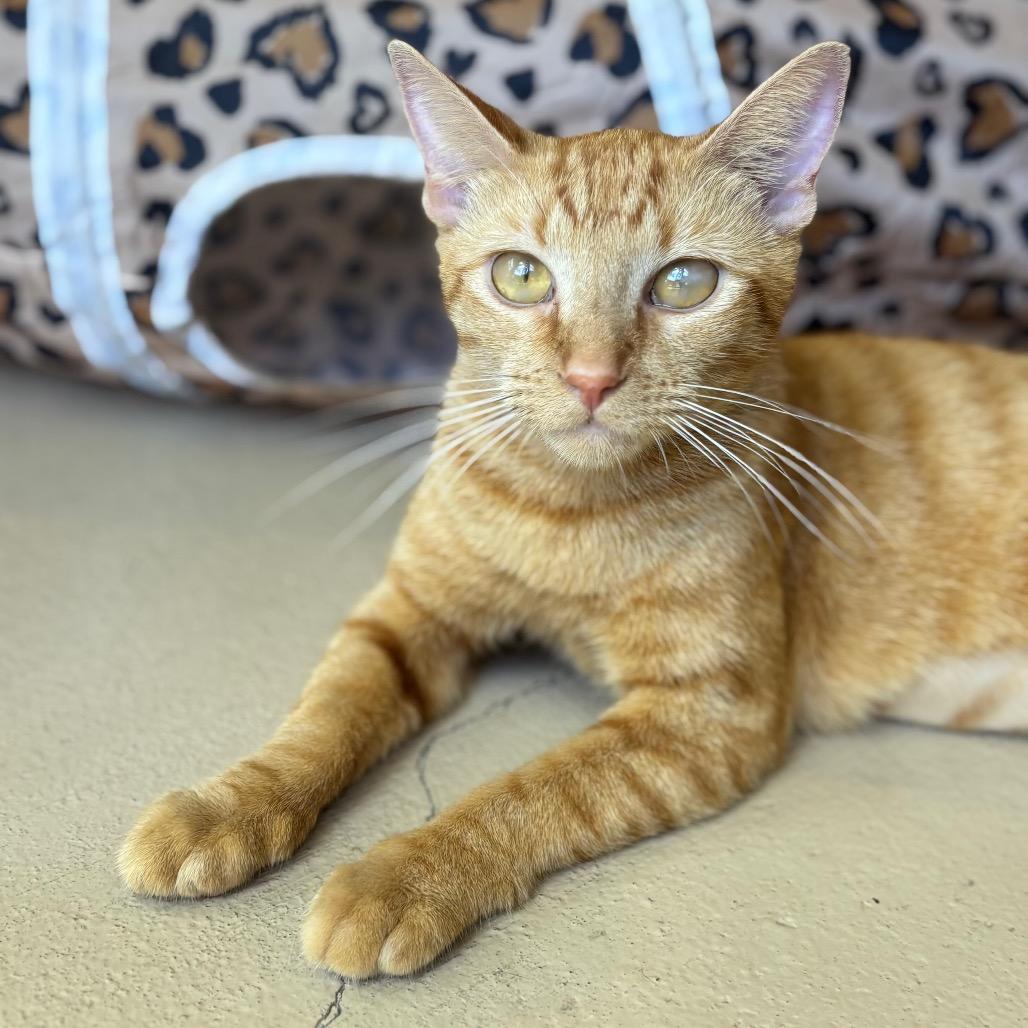 Kitty, a Adoptable Domestic Short Hair in Kailua Kona, HI image 4/6