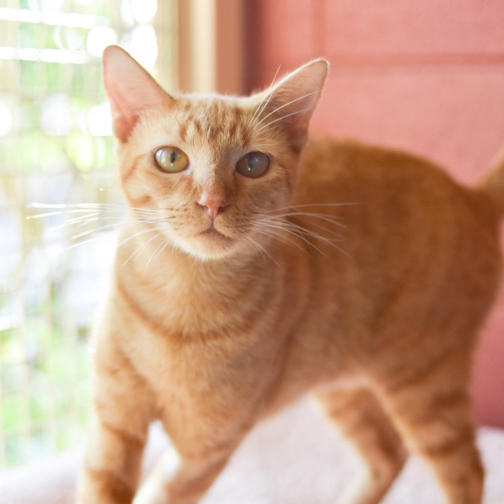 Kitty, a Adoptable Domestic Short Hair in Kailua Kona, HI image 5/6