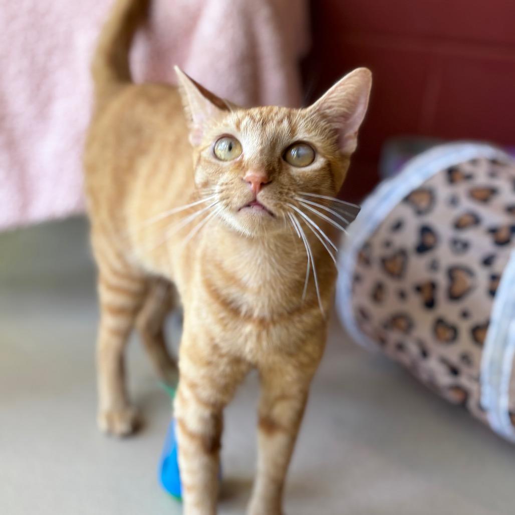 Kitty, a Adoptable Domestic Short Hair in Kailua Kona, HI image 6/6