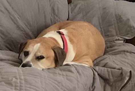 Rocco, a ADOPTABLE mixed breed in Irmo, SC image 2/3