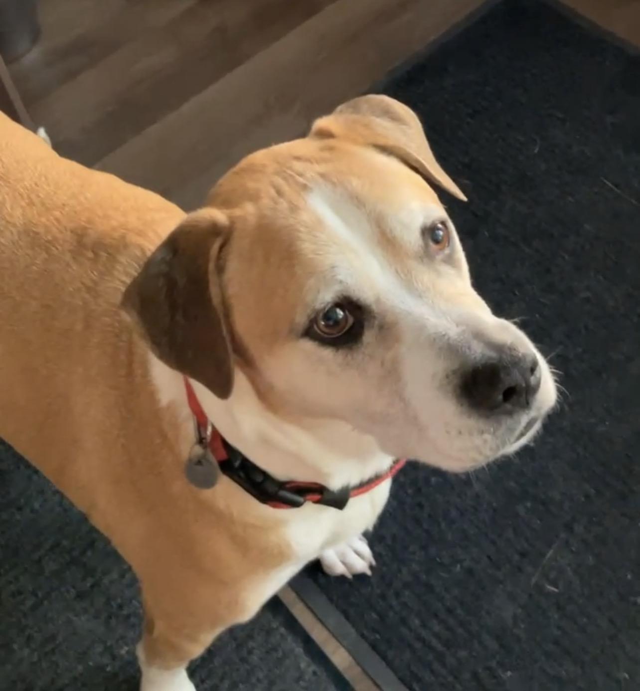 Rocco, ADOPTABLE, Adult Male Labrador Retriever & Hound.
