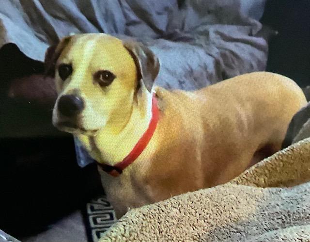 Rocco, a ADOPTABLE mixed breed in Irmo, SC image 3/3